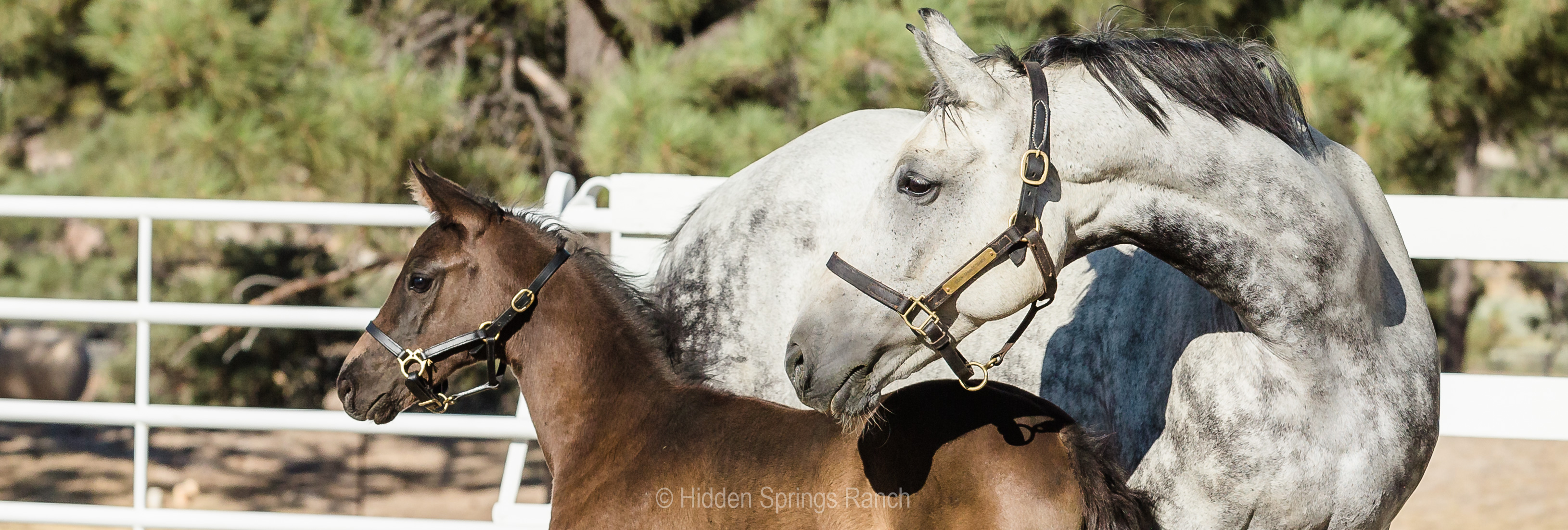 Mare and foal