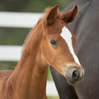 Foal